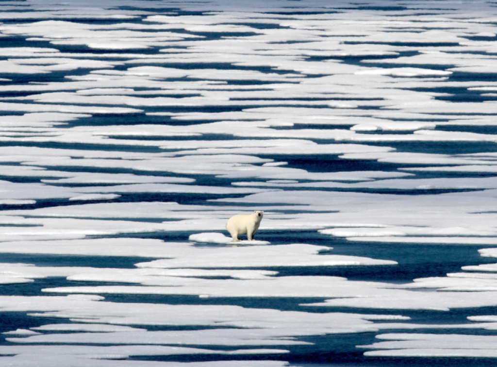 Finska dobila dva nova polarna medveda - mlade ženke, medvedice Karu i Inuvik