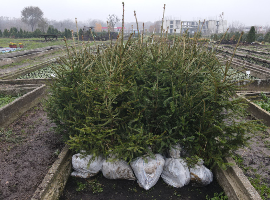 JKP "Zelenilo Beograd" u svojim rasadnicima ima u ponudi jelke sa busenom za praznike
