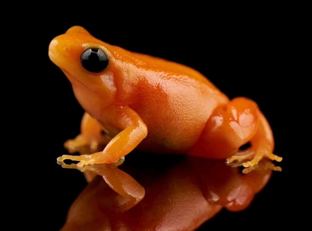 Na jugu Brazila otkrivena nova vrsta minijaturne žabe, nazvana B. Lulai