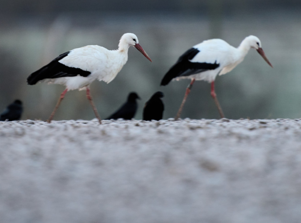 Stotine roda u blizini Madrida pronađeno mrtvo od posledica ptičijeg gripa