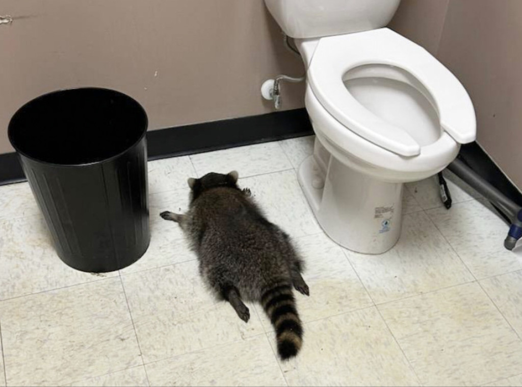 Skaj njuz: Rakun iz prodavnice alkoholnih pića osumnjičen i za druge "provale"