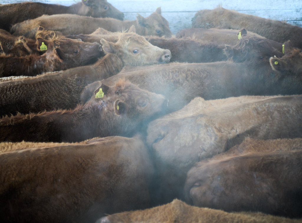 Ani Ženevar: Francuska će u narednim nedeljama vakcinisati milion grla goveda