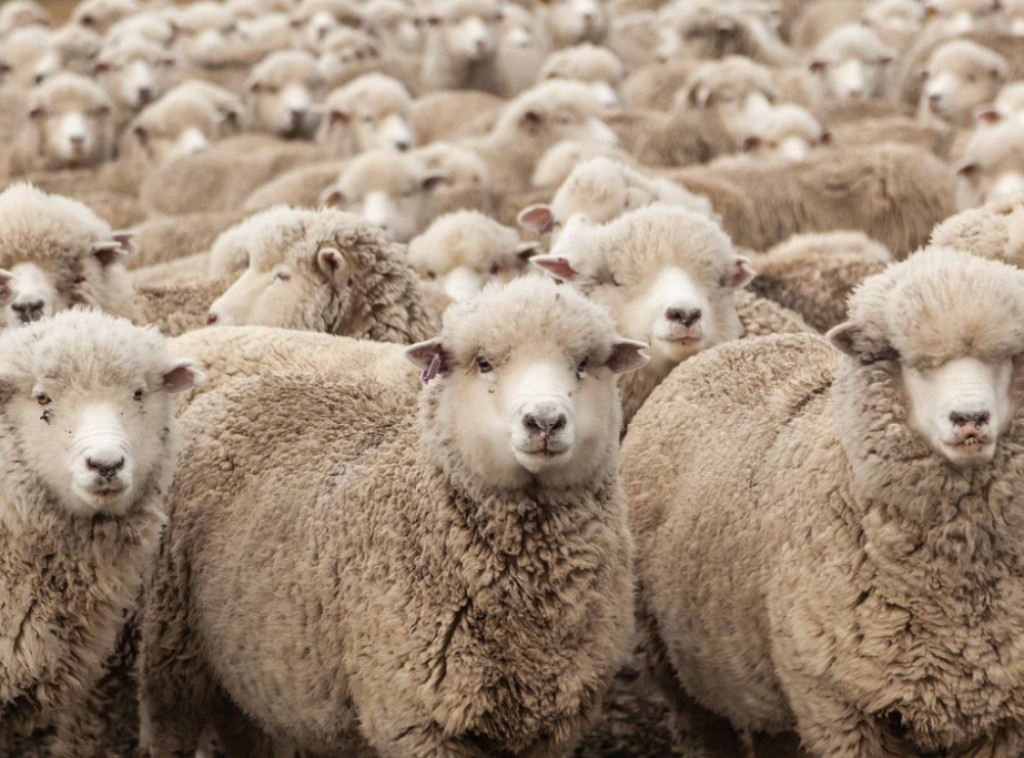 U Hrvatskoj potvrđena kuga malih preživara, sprovode se hitne mere