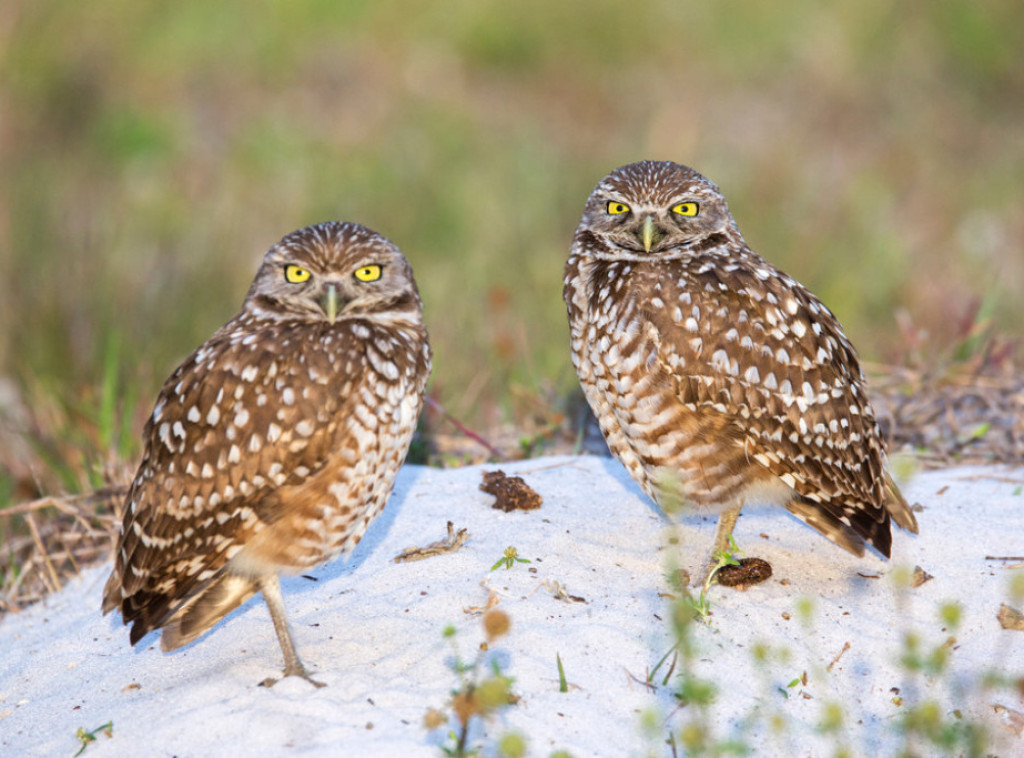 Sove koje su se ukrcale na kruzer vraćaju se u SAD nakon boravka u Španiji