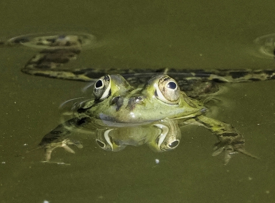 Istraživači: "Galaktičke" žabe u Indiji nestale nakon fotografisanja