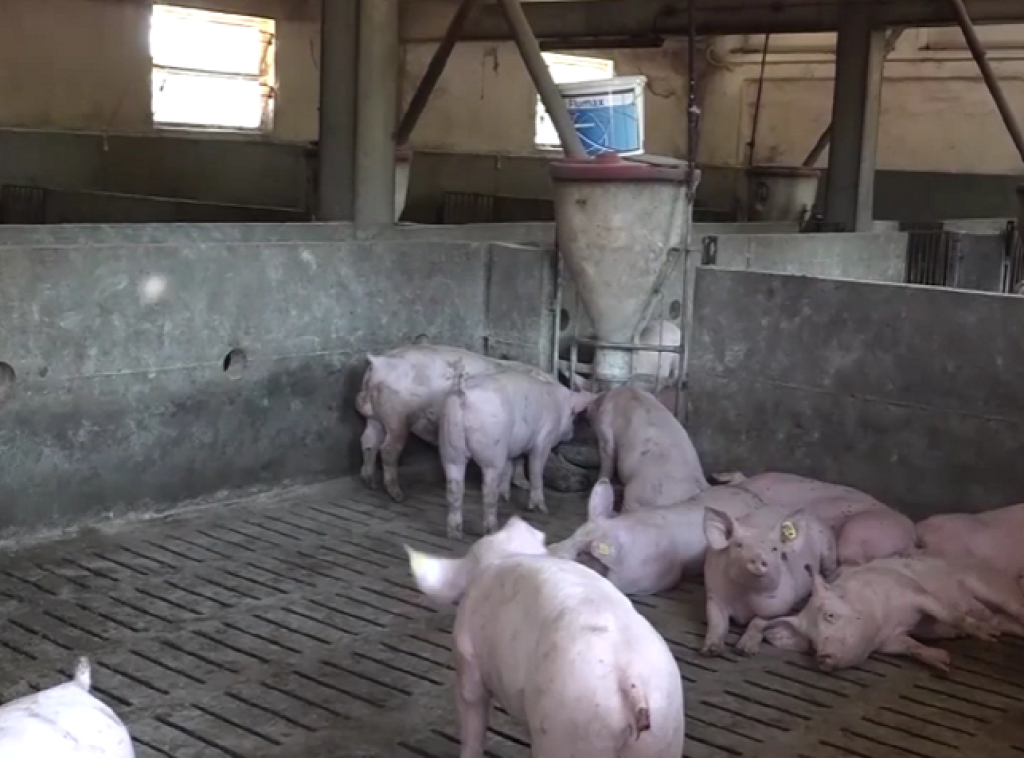 U Mačvanskom okrugu potvrđen slučaj trihineloze kod domaćih svinja