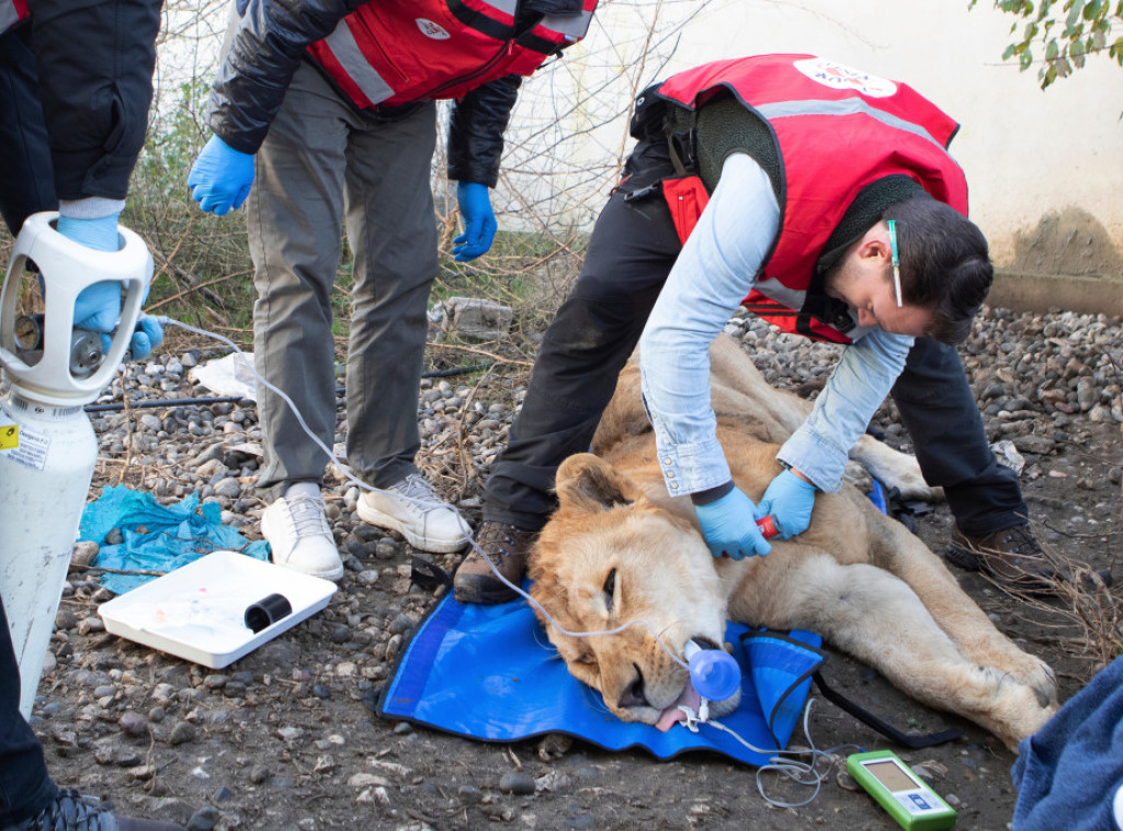 Lav i medved spaseni iz zatočeništva u Albaniji dobili nove domove u Nemačkoj