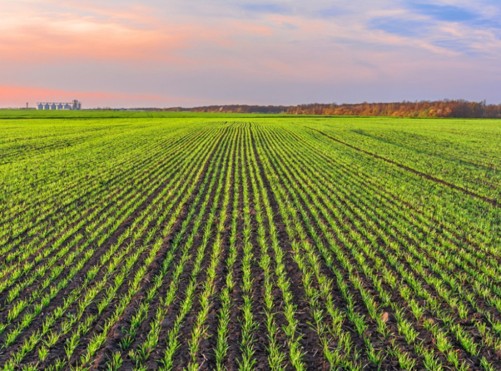 Ozime kulture u Severnom Banatu dobro nikle i razvijaju se u optimalnim uslovima