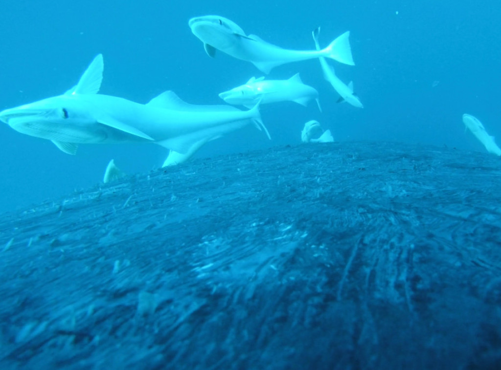 Naučnici: Dronovi otkrili smrtonosni virus u mlaznicima - izdasima arktičkih kitova