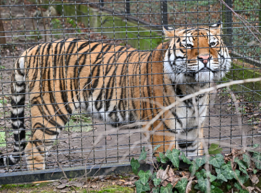 Vanredni inspekcijski nadzor u ZOO vrtu Palić: Životinje u dobrom zdravstvenom stanju