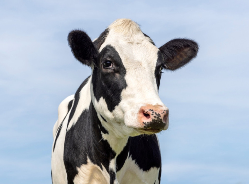 Republika Srpska: Kod Šipova potvrđen slučaj antraksa kod krave