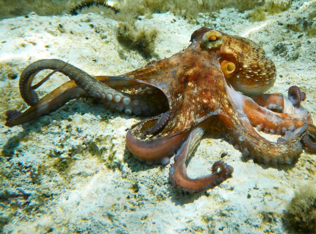 Rekordan broj oktopoda kod južnih obala Engleske