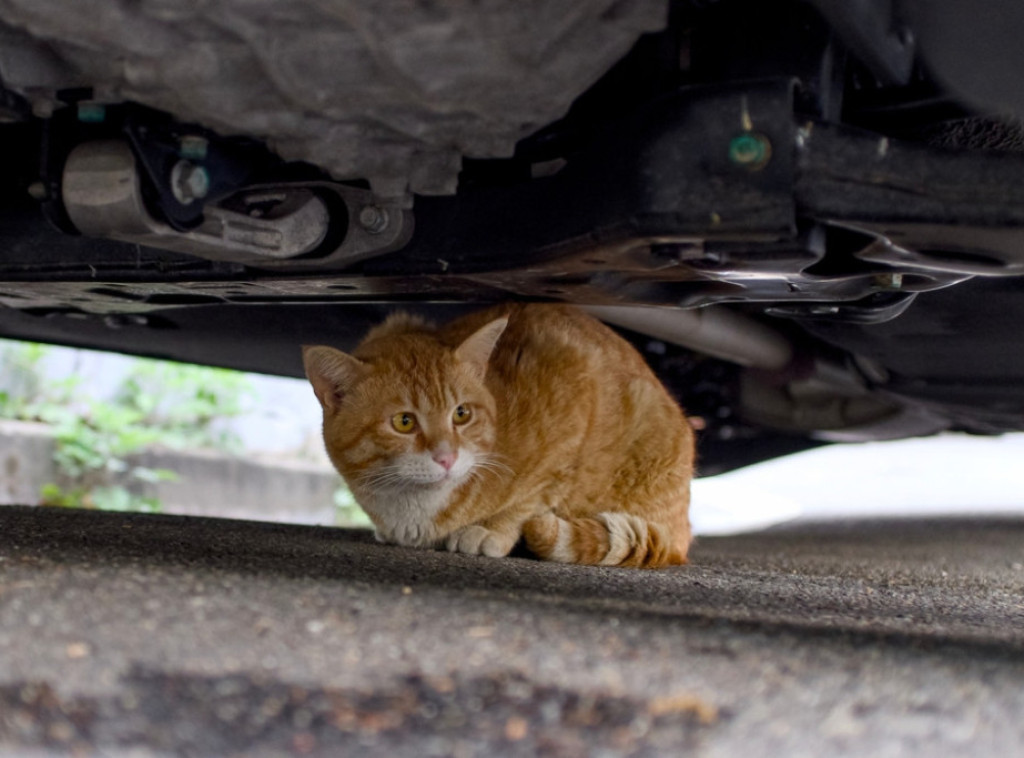 Spasena mačka u Holandiji nakon što je putovala 70 kilometara ispod haube automobila