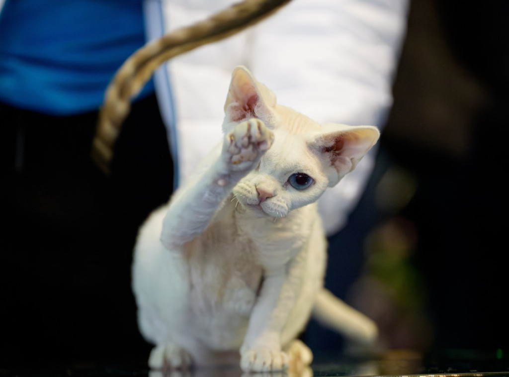 Turske Van mačke dobile 120 mačića u 2025. u okviru programa zaštite