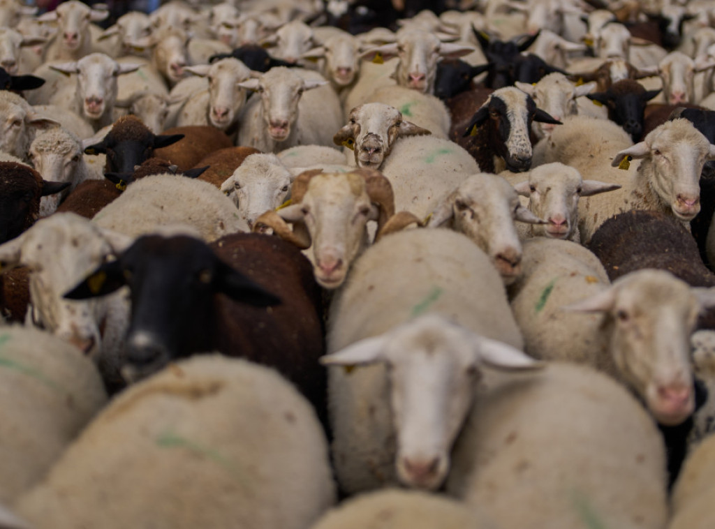 Prva genetski modifikovana ovca u Indiji napunila godinu dana