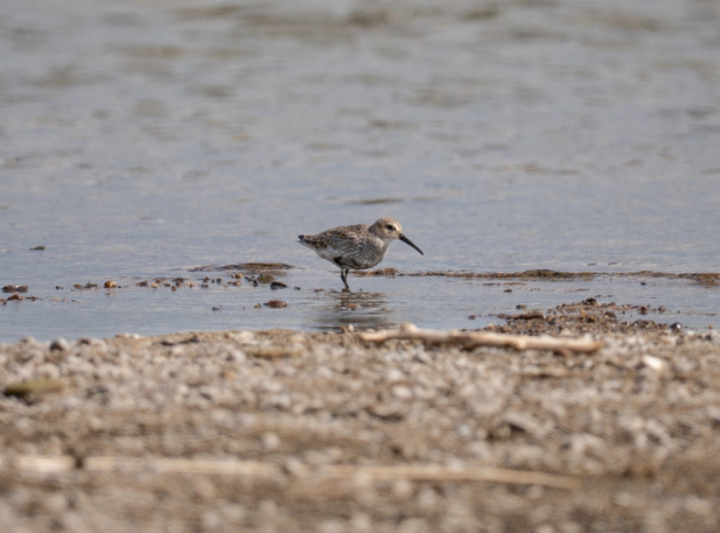 Posle 200 godina na Galapagosu se ponovo pojavila ptica koja je smatrana izumrlom