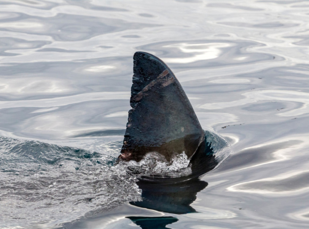 Istraživači: Velike bele ajkule suočene sa izumiranjem u Mediteranu