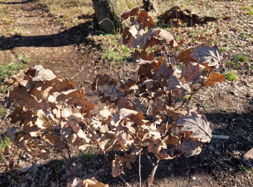 Srbijašume: Ne uništavajmo mlade hrastove - čuvajmo šume i tradiciju