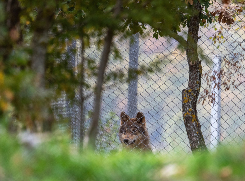 U Finskoj na snagu stupila delimična dozvola lova na vukove