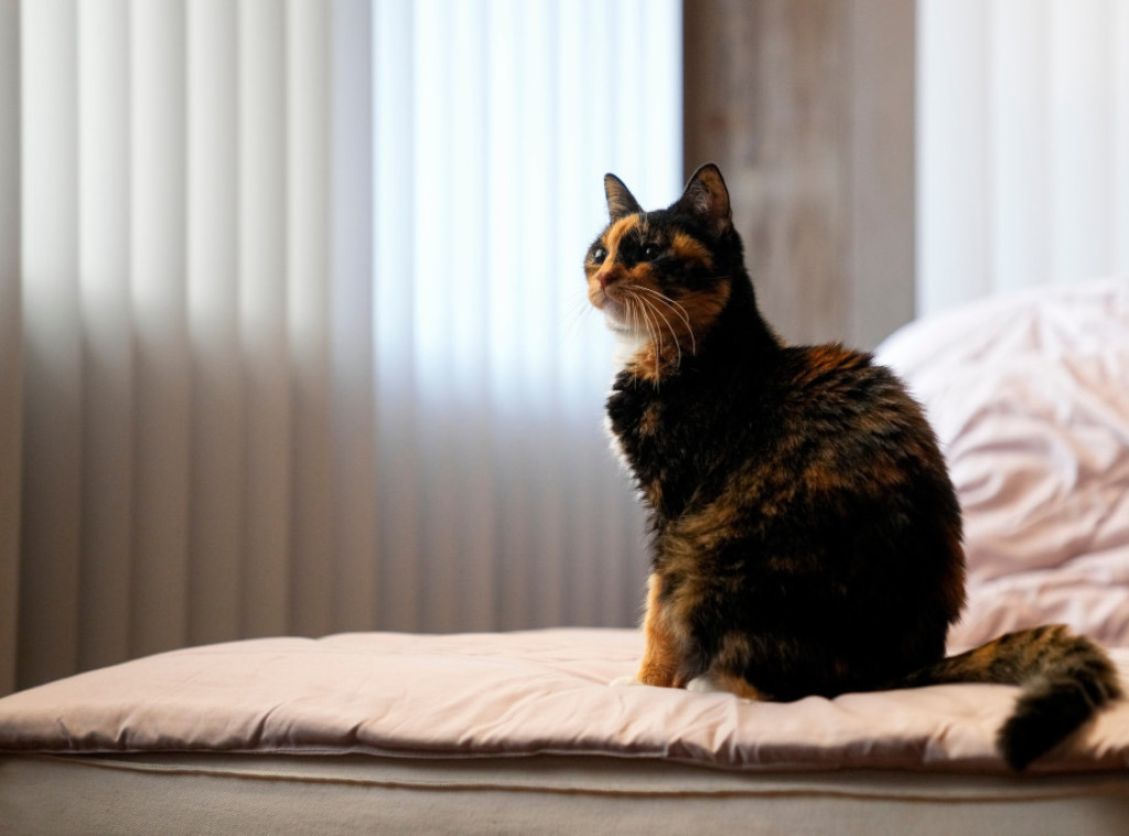 Mačak belgijskog premijera zvezda na društvenim mrežama sa političkim porukama