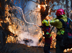 Šumski požari zahvatili 12.000 hektara površine u argentinskoj oblasti Patagonija