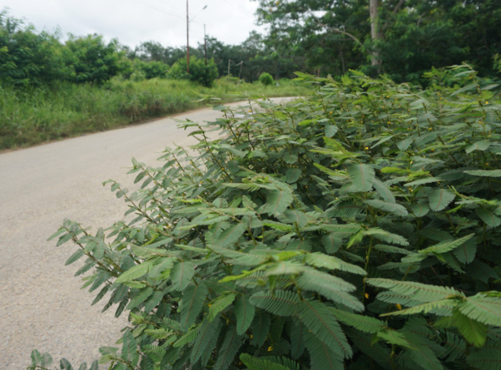 Mali Zvornik: Obaveza raskrčivanja rastinja uz saobraćajnice i drugu infrastrukturu