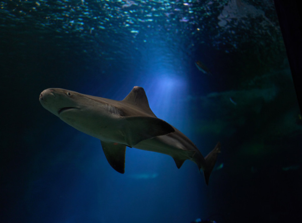 U Sidneju je zabeležen porast napada ajkula na ljude