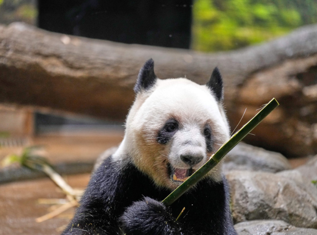 Pande blizanci iz tokijskog zoološkog vrta vraćaju se u Kinu 27. januara