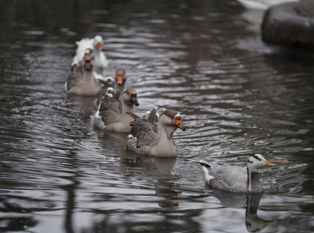U zoološkom vrtu u Kijevu danonoćno rade da bi sačuvali životinje od hladnoće