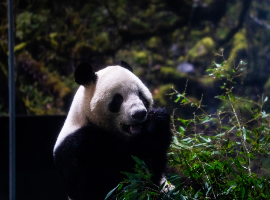 Japan se oprašta od pandi uoči njihovog povratka u Kinu