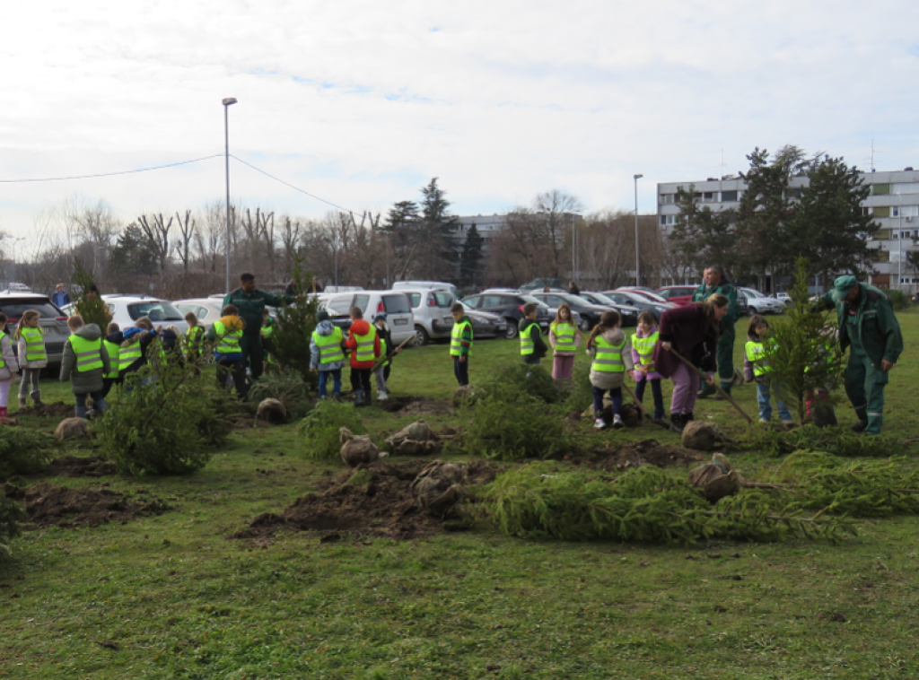 JKP "Zelenilo-Beograd" organizovalo sadnju iskorišćenih prazničnih jelki sa busenom