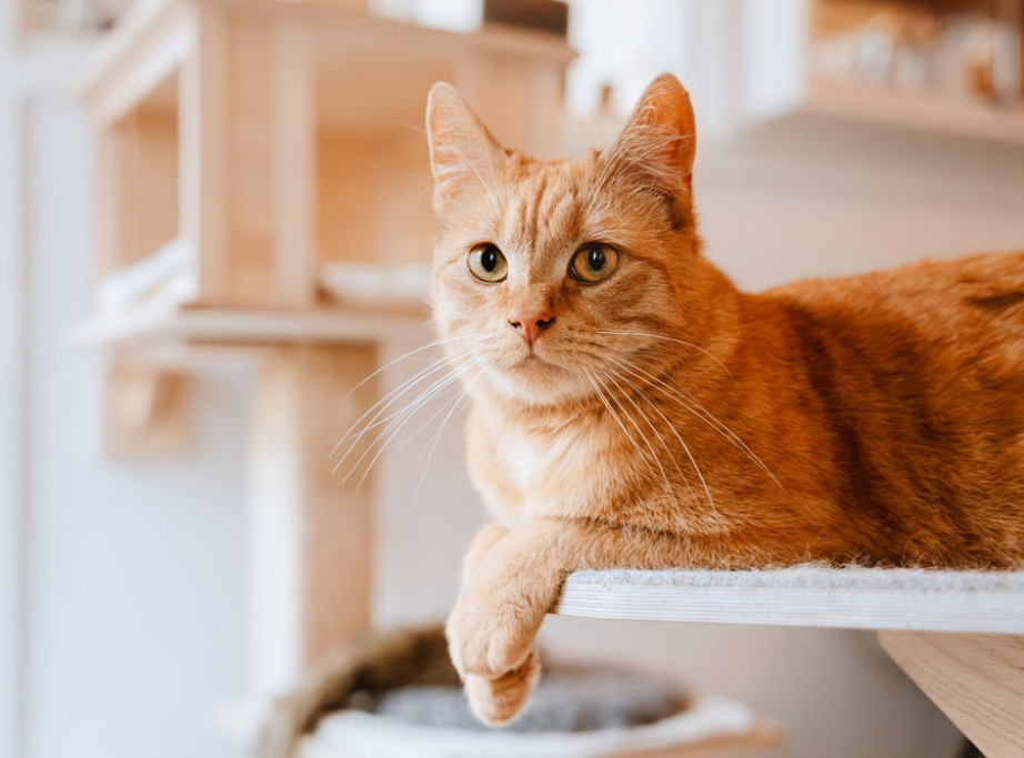 Meksička firma zaposlila mačka Mjaurisija kao "menadžera za emocionalnu podršku"