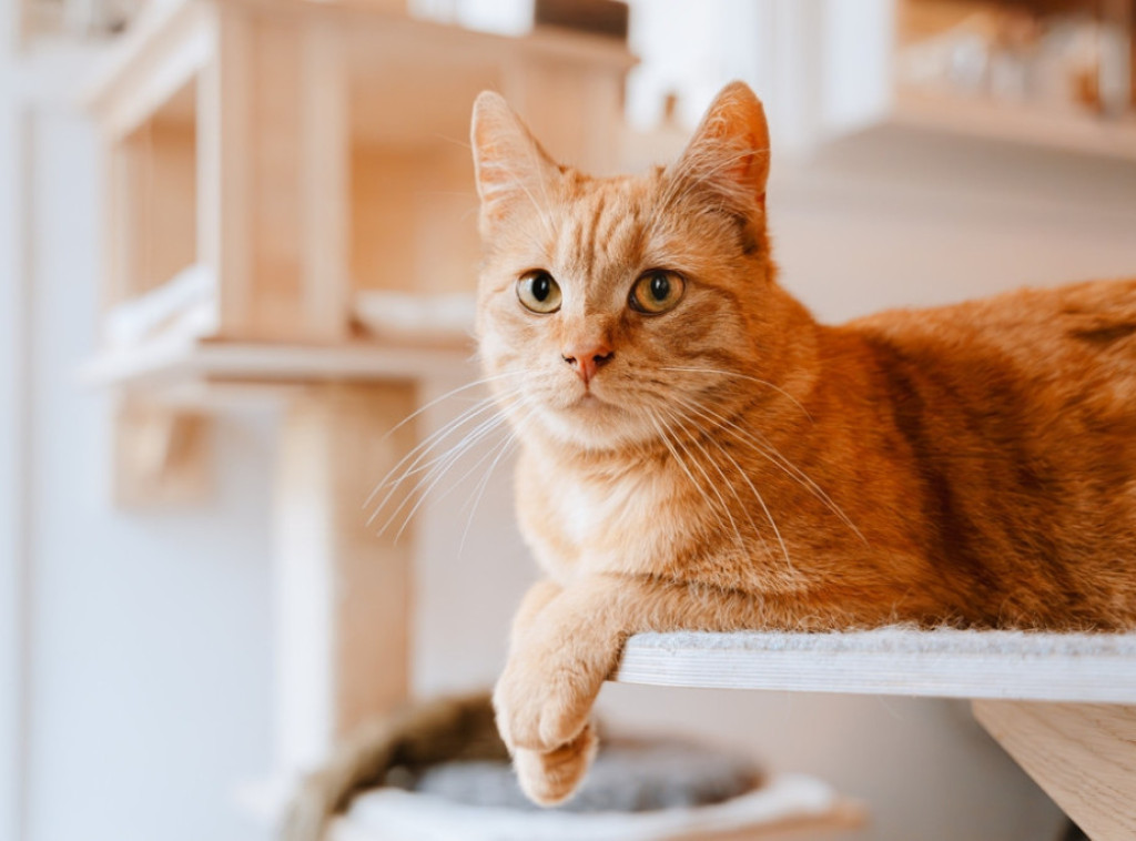 Meksička firma zaposlila mačka Mjaurisija kao "menadžera za emocionalnu podršku"