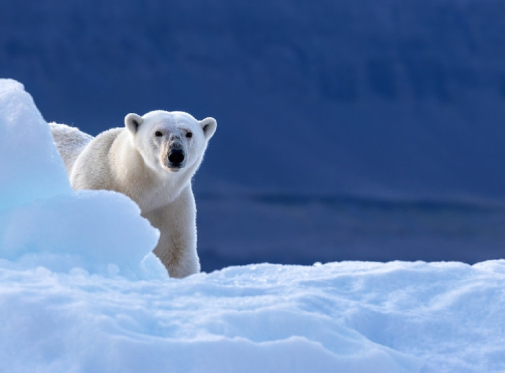 Naučnici utvrdili da polarni medvedi napreduju u jednom regionu Arktika