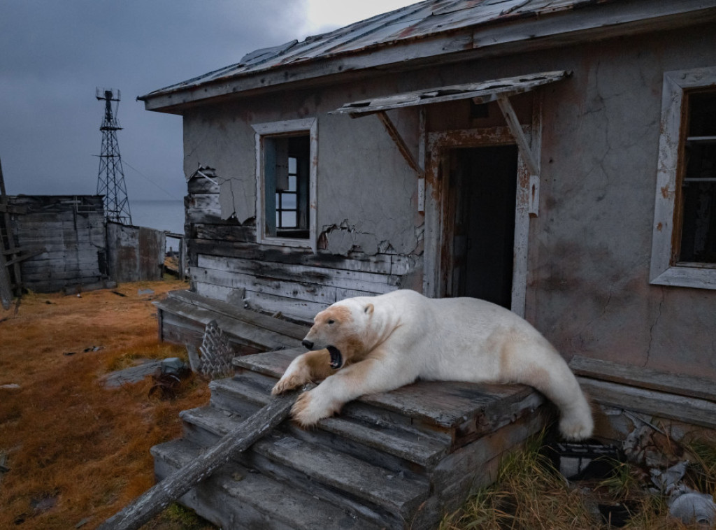 Studija: Polarni medvedi na Svalbardu se goje uprkos gubitku morskog leda