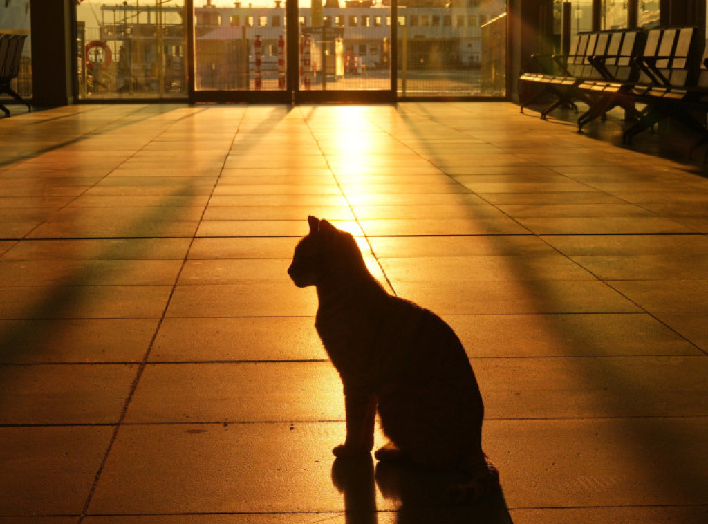 Mačka Jilpi (31) iz Finske kandidat za za titulu najstarije žive mačke na svetu