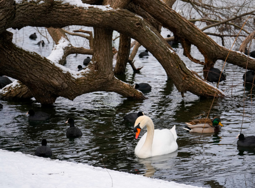 U Srbiji danas oblačno i hladno, očekuje se sneg na severu i istoku zemlje