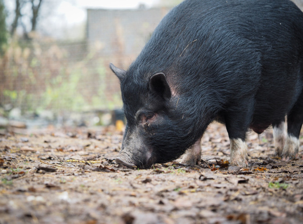 Kineski uzgajivači se sve više okreću uzgoju rase crnih svinja