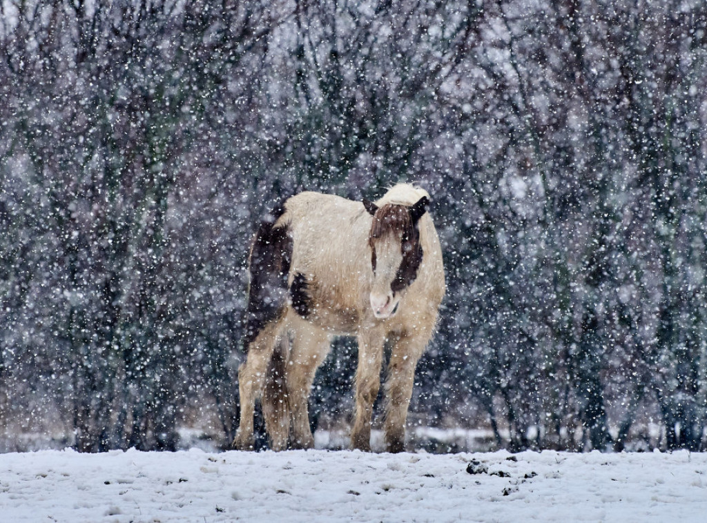 U Rumuniji objavljen žuti nivo upozorenja na velike hladnoće