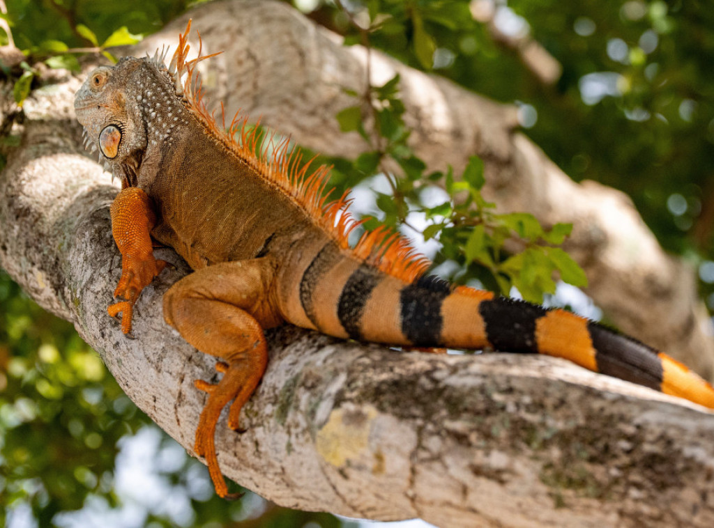 Florida: Hiljade iguana padaju sa drveća usled niskih temperatura