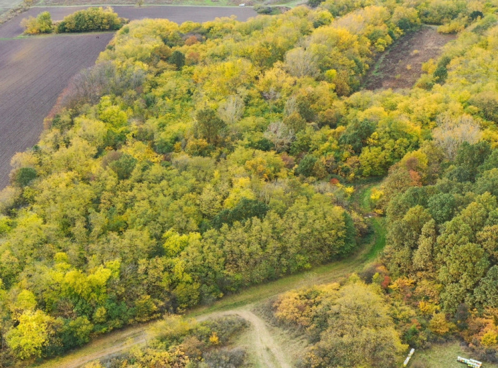 Društvo za zaštitu i proučavanje ptica kupilo šumu u kojoj žive strogo zaštićene vrste ptica u Plandištu