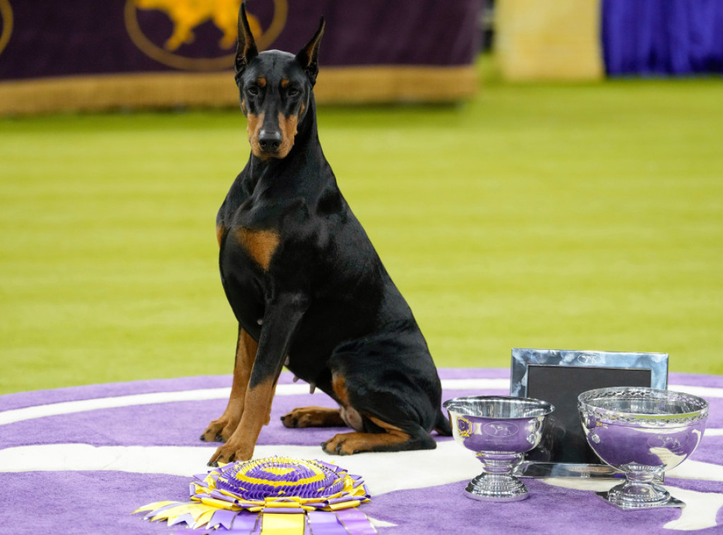 Doberman Peni osvojio nagradu za najboljeg psa na 150. izložbi pasa kinološkog kluba