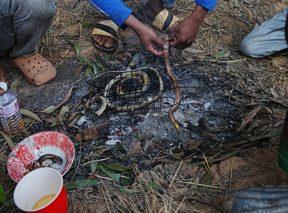 Indonežanski piton postavio rekord kao najduža zmija ikada izmerena u divljini