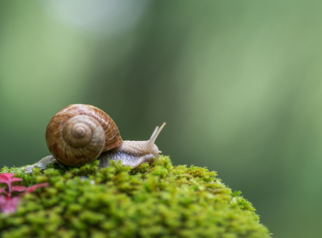 Naučnici spasli od izumiranja vrstu puža sa Bermudskih ostrva