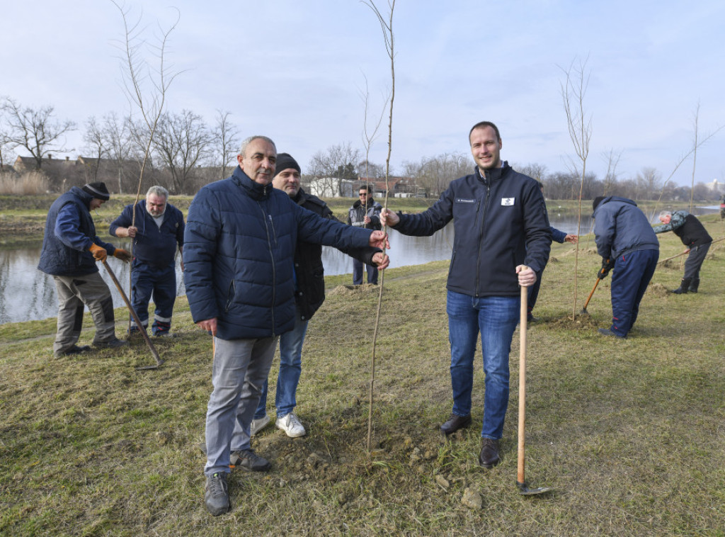 Vode Vojvodine sade 200.000 sadnica širom pokrajine, počelo pošumljavanje u Crvenki