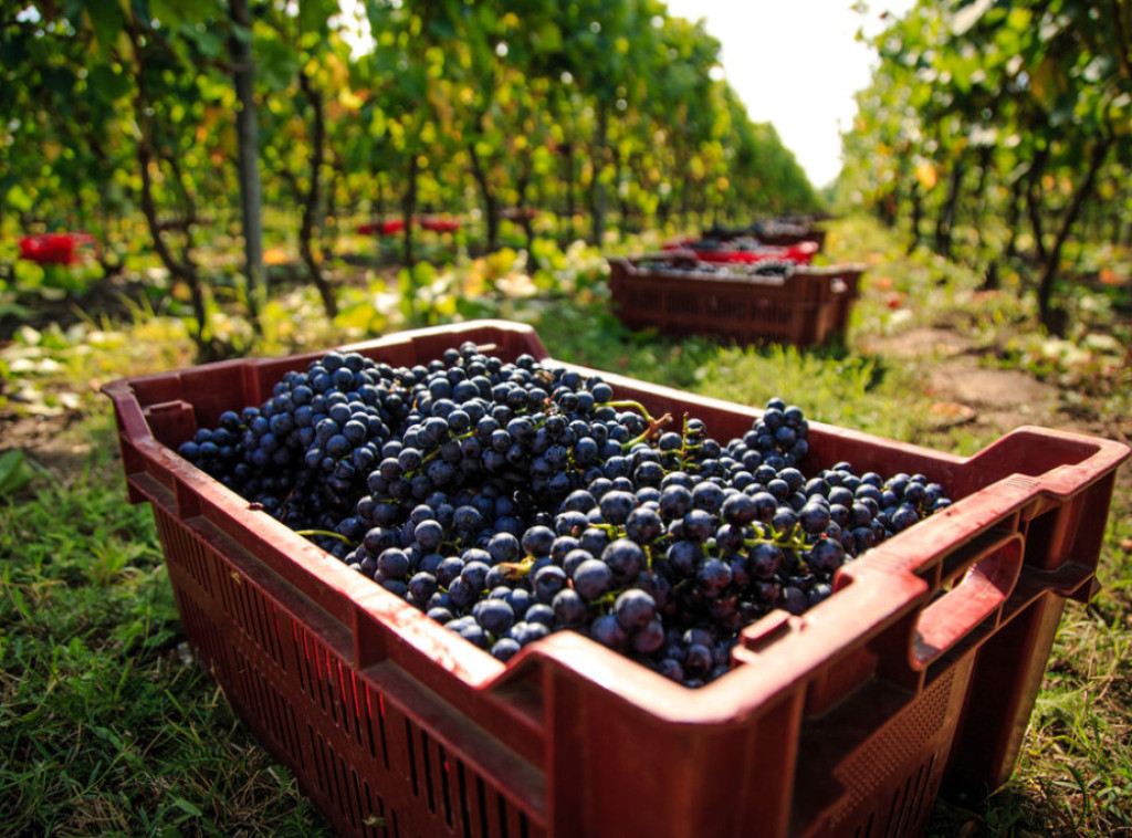 Ministarstvo poljoprivrede čestitalo vinogradarima i vinarima Svetog Trifuna