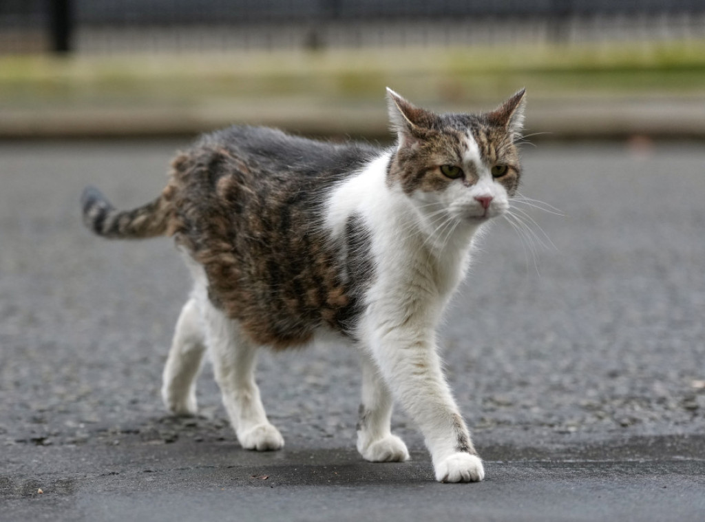 Mačak Lari slavi 15. rođendan u rezidenciji britanskog premijera u Dauning stritu