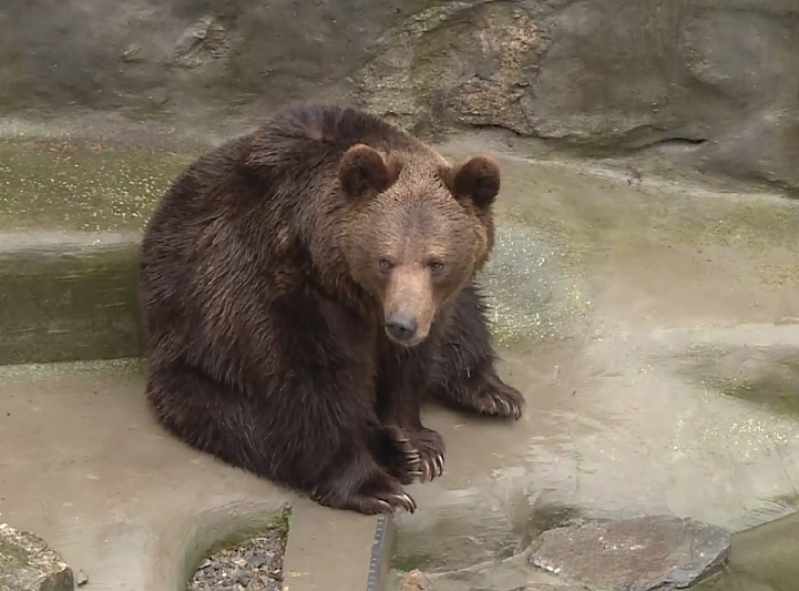 Mečka Dunja danas nije videla svoju senku i nagovestila da zima neće trajati dugo