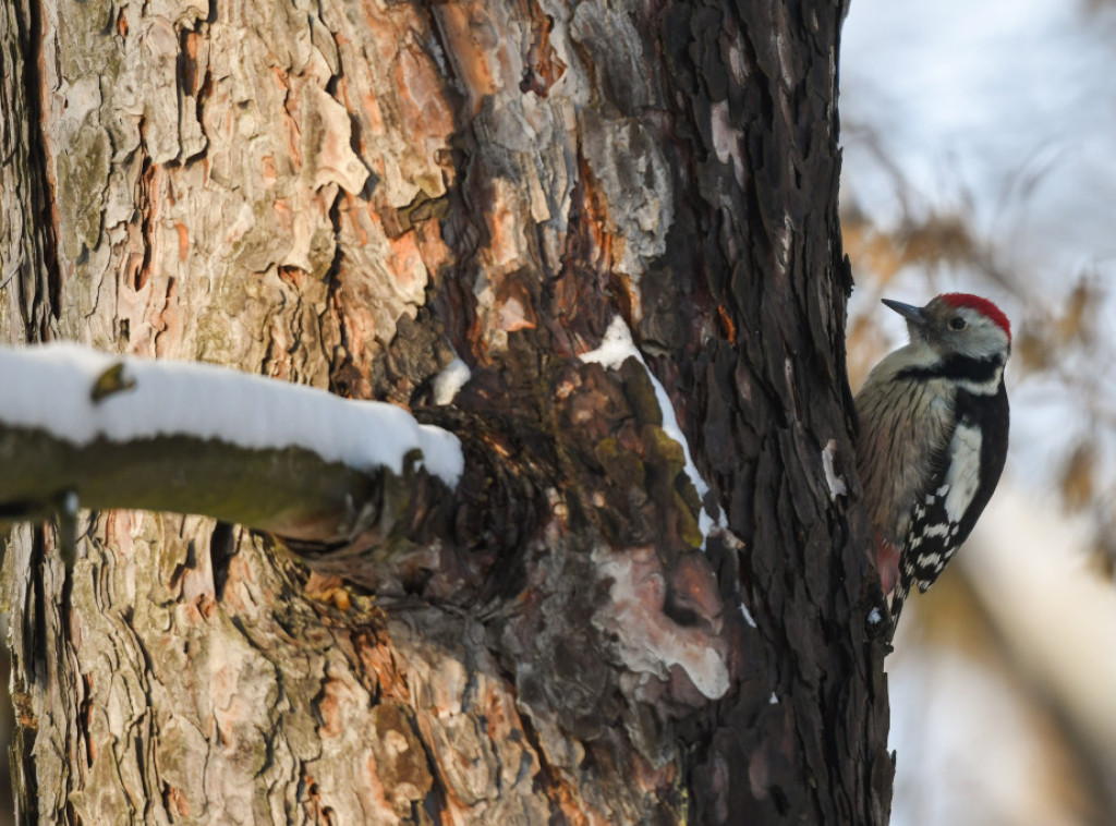 RHMZ izdao upozorenje za područje Srbije na stvaranje snežnog pokrivača