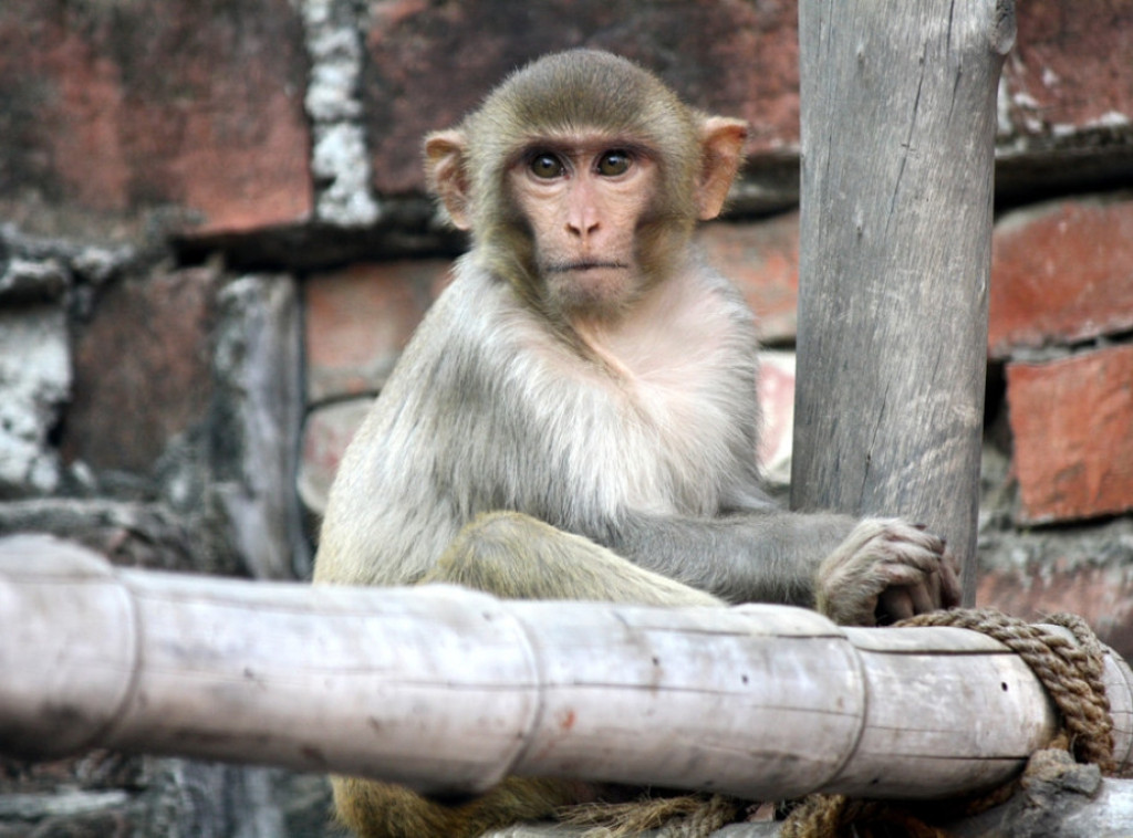 Mali majmun iz japanskog zoološkog vrta postao viralni hit zbog svoje igračke